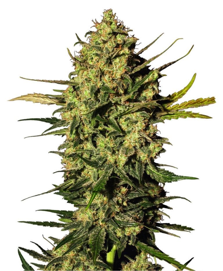 Tangie